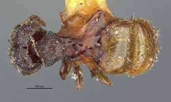 Media type: image;   Entomology 31099 Aspect: habitus dorsal view